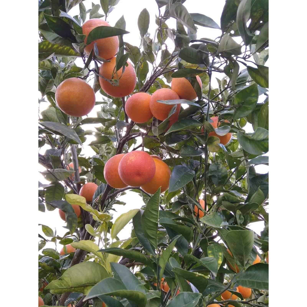 Arance rosse di Sicilia - Nel Cuore della Sicilia
